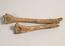 Överarmsben (Ben), arkeologiskt fynd nummer 79, anläggning nummer 51  i fornlämning RAÄ 143, Spånga socken