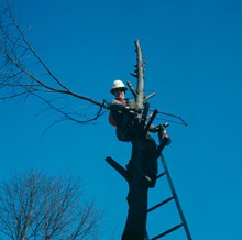 Parkarbetare uppe i ett träd i Valhallavägens allé arbetar med beskärning