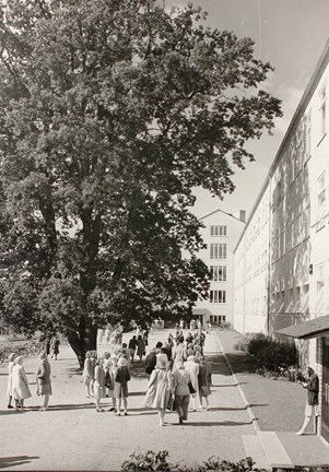 Elever på den grönskande skolgården vid Södra flickläroverket, cirka 1950