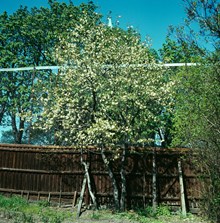 Blommande magnolia i Groens malmgård, Vita Bergen