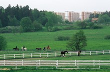 Hästar och ryttare på Järvafältet med Akalla i bakgrunden