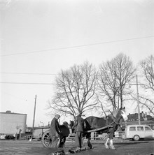 En arbetshäst med vagn. Gatuarbete, två män skottar jord i vagnen