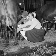Hamra gård (Separators försöksgård). I egenskap av lantbrukare och spekulant på mjölkningsmaskiner besökte Joséphine Baker (varietéartist) gården