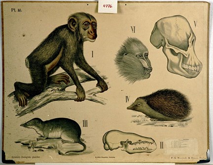 Skolplansch som föreställer apa, igelkott och andra djur. 