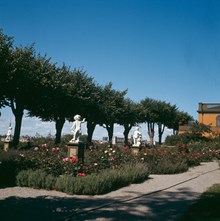 Skulpturer, träd och rosenrabatter i Rosengården vid Sagaliden på Skansen. Vy åt norr