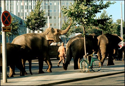 Elefanter passerande Wenner-Gren center på väg från Norra Station till Storängsbotten
