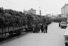 Stockholms södra godsstation. Största delen av Stockholms alla julgranar år 1953 har anlänt. Det är 25 vagnar, varav varje vagn rymmer 1000-1500 granar
