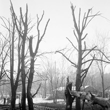 Skadade träd efter den sovjetiska bombfällningen över Eriksdalsområdet 1944.