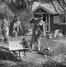 Vårstädning på droskägare Axel Grevillius (t.v.) koloniträdgård. Dottern Brita Nordin drar en skottkärra och hennes man Åke Nordin krattar löv.