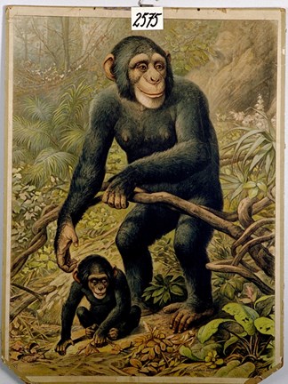 Chimpanser på skolplansch.