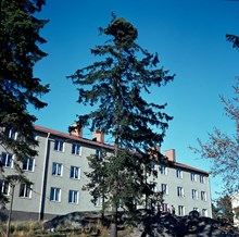 Gran med s.k. "häxkvast" i toppen. I bakgrunden hus på Sjösavägen 147-151 i Bandhagen