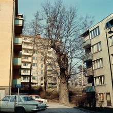 Gärdet; gammal ek vid Brantingsgatan, mellan nr 47 och 49