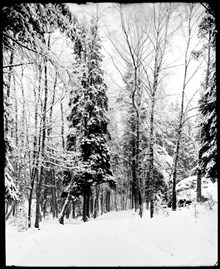 Lill-Jansskogen vintertid