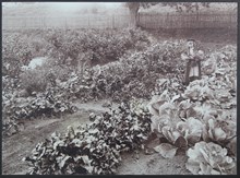 Flicka i skolträdgård - 1913