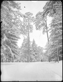 Uggleviksskogen på Norra Djurgården vintertid