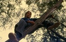 Barnens ö: Pojke i träd