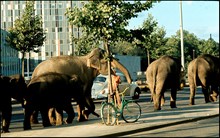 Elefanter leds längs Sveavägen förbi Wenner-Gren Center