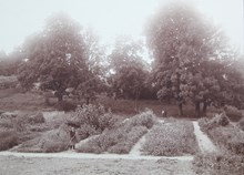 Blommande skolträdgård - 1913