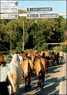 Zebror och hästar från Cirkus Scott vid Roslagstull på väg mot Valhallavägen och vidare mot cirkusområdet vid Storängsbotten
