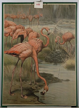 Skolplansch som föreställer flamingos.