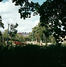 Planteringar i sydöstra Stadshagen (nuv. Sankt Göransparken). Vy åt nordost