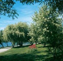 Träd och blommande tulpaner vid Norr Mälarstrands promenadväg