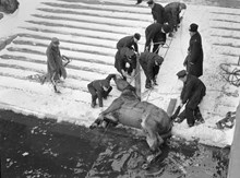 Häst och snövagn räddas ur vattnet vid Stadshuset