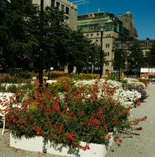 Planteringar i Kungsträdgården väster om fontänen. I bakgrunden NK
