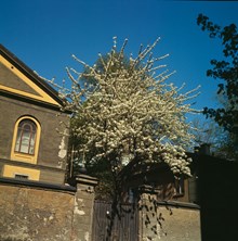 Blommande körsbärsträd vid östra porten till Artillerigården
