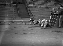 Hundkapplöpning på Stadion