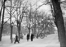 Kungsträdgården, västra allén mot söder. Lampor hängs upp med hjälp av stegar på hjul inför firandet av Stockholms 700-års jubileum