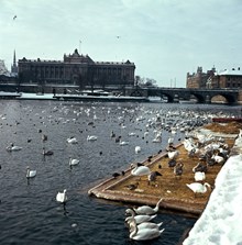 Fåglar på Strömmen. Från Strömgatan åt SV mot Helgeandsholmen