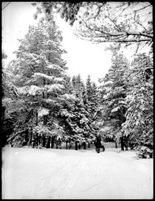Släde med häst i Lill-Jansskogen vintertid