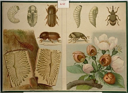 Skolplansch som visar insekter och blommor. 